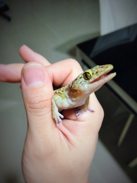 An amazingly easy but effective DIY to keep lizards out of your