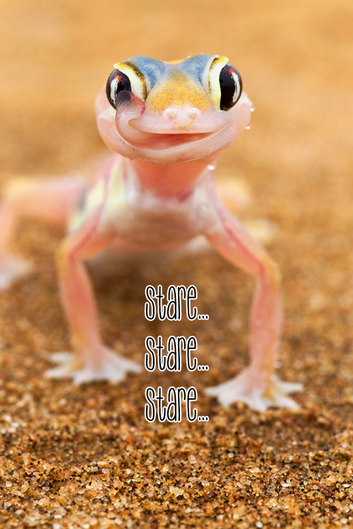 An amazingly easy but effective DIY to keep lizards out of your