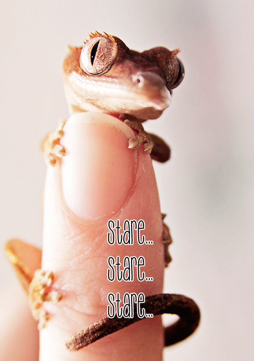 An amazingly easy but effective DIY to keep lizards out of your