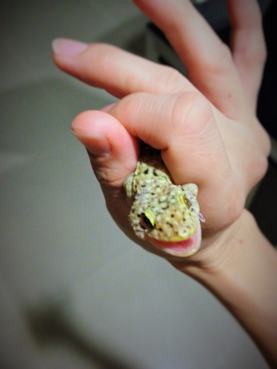 An amazingly easy but effective DIY to keep lizards out of your